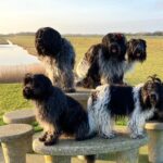 Los amantes de los perros pastores unidos en una app comunitaria