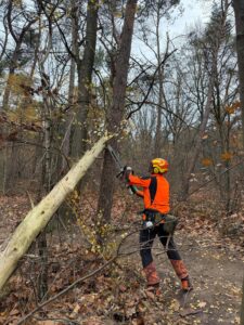 Mountainbike route Utrechtse Heuvelrug wordt onderhouden door vrijwilligers